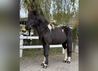 Islandpferd, Wallach, 11 Jahre, 141 cm, Schecke