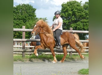 Islandpferd, Wallach, 11 Jahre, 142 cm, Fuchs