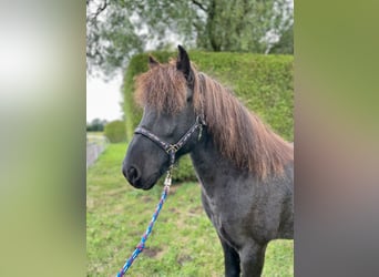 Islandpferd, Wallach, 11 Jahre, 142 cm, Rappe