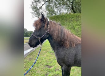 Islandpferd, Wallach, 11 Jahre, 142 cm, Rappe