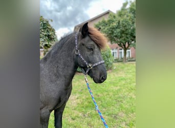 Islandpferd, Wallach, 11 Jahre, 142 cm, Rappe