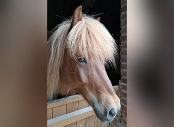 Islandpferd, Wallach, 11 Jahre, 143 cm, Dunkelfuchs