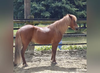 Islandpferd, Wallach, 11 Jahre, 143 cm, Dunkelfuchs