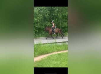 Islandpferd, Wallach, 11 Jahre, 144 cm, Rappe