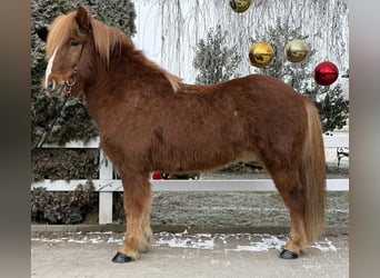 Islandpferd, Wallach, 11 Jahre, 145 cm, Fuchs