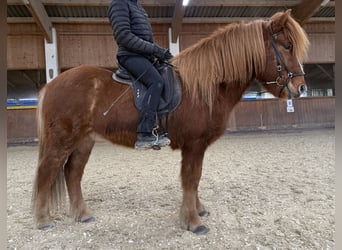 Islandpferd, Wallach, 11 Jahre, 145 cm, Fuchs