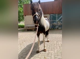 Islandpferd, Wallach, 11 Jahre, 145 cm, Schecke