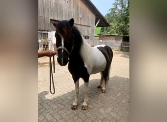 Islandpferd, Wallach, 11 Jahre, 145 cm, Schecke