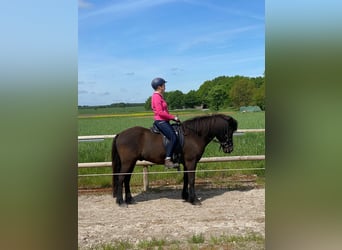 Islandpferd, Wallach, 11 Jahre, 146 cm, Rappe