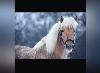 Islandpferd, Wallach, 11 Jahre, 147 cm