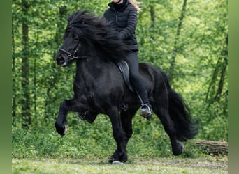 Islandpferd, Wallach, 11 Jahre, 148 cm, Rappe
