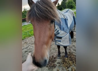 Islandpferd, Wallach, 11 Jahre, 150 cm, Brauner