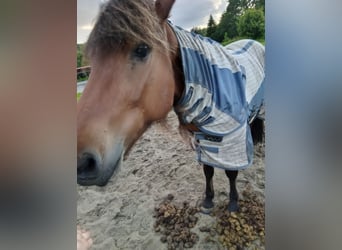 Islandpferd, Wallach, 11 Jahre, 150 cm, Brauner