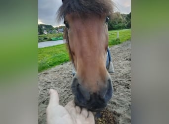 Islandpferd, Wallach, 11 Jahre, 150 cm, Brauner