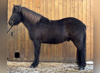 Islandpferd, Wallach, 11 Jahre, 150 cm, Rappe