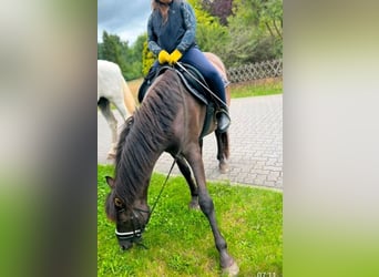 Islandpferd Mix, Wallach, 11 Jahre, 151 cm, Rappe