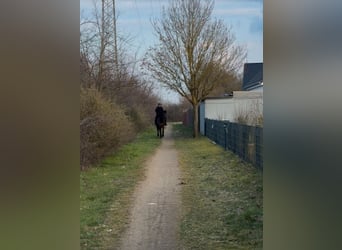 Islandpferd Mix, Wallach, 11 Jahre, 151 cm, Rappe