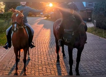 Islandpferd Mix, Wallach, 11 Jahre, 151 cm, Rappe