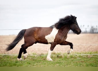Islandpferd, Wallach, 11 Jahre, 152 cm, Schecke