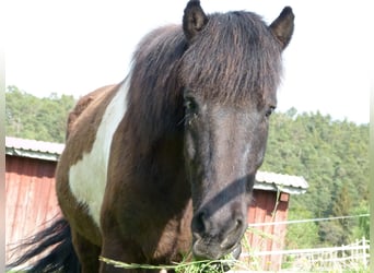 Islandpferd, Wallach, 11 Jahre, 152 cm, Schecke