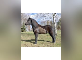 Islandpferd, Wallach, 11 Jahre, 154 cm, Rappe