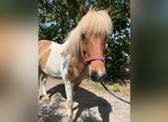 Islandpferd, Wallach, 11 Jahre, Schecke