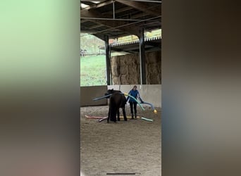 Islandpferd, Wallach, 12 Jahre, 135 cm, Brauner