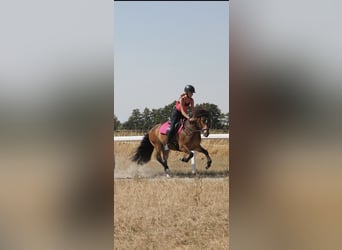 Islandpferd, Wallach, 12 Jahre, 135 cm, Brauner