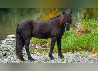 Islandpferd, Wallach, 12 Jahre, 135 cm