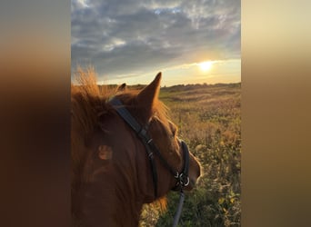 Islandpferd, Wallach, 12 Jahre, 135 cm, Fuchs