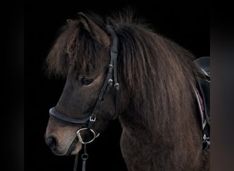 Islandpferd, Wallach, 12 Jahre, 136 cm, Brauner