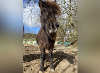 Islandpferd, Wallach, 12 Jahre, 136 cm, Schwarzbrauner