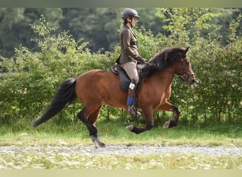Islandpferd, Wallach, 12 Jahre, 137 cm, Brauner