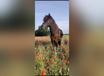 Islandpferd, Wallach, 12 Jahre, 137 cm, Rappe