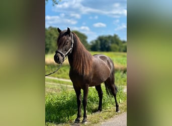 Islandpferd, Wallach, 12 Jahre, 138 cm, Rappe