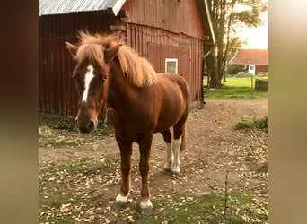 Islandpferd, Wallach, 12 Jahre, 138 cm, Rotfuchs