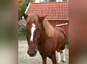 Islandpferd, Wallach, 12 Jahre, 138 cm, Rotfuchs