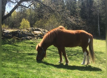 Islandpferd, Wallach, 12 Jahre, 138 cm, Rotfuchs