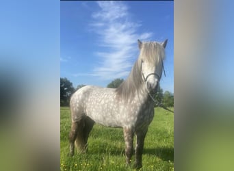 Islandpferd, Wallach, 12 Jahre, 139 cm, Apfelschimmel
