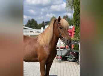 Islandpferd, Wallach, 12 Jahre, 139 cm, Dunkelfuchs