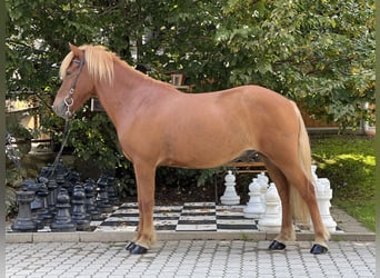 Islandpferd, Wallach, 12 Jahre, 139 cm, Dunkelfuchs