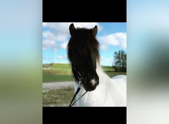 Islandpferd, Wallach, 12 Jahre, 139 cm, Schecke