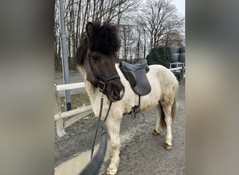 Islandpferd, Wallach, 12 Jahre, 139 cm, Schecke