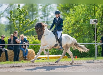 Islandpferd, Wallach, 12 Jahre, 139 cm, Schecke