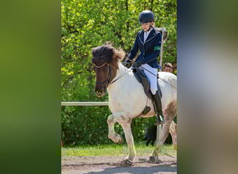 Islandpferd, Wallach, 12 Jahre, 139 cm, Schecke