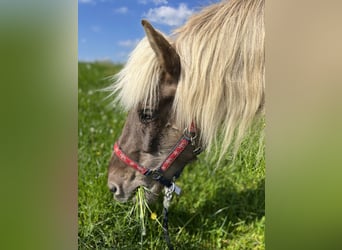 Islandpferd, Wallach, 12 Jahre, 140 cm, Dunkelfuchs