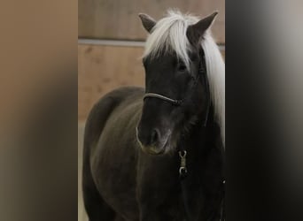 Islandpferd, Wallach, 12 Jahre, 140 cm, Dunkelfuchs
