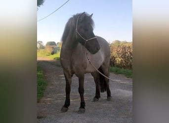 Islandpferd, Wallach, 12 Jahre, 140 cm, Falbe