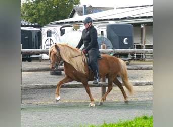 Islandpferd, Wallach, 12 Jahre, 140 cm, Fuchs