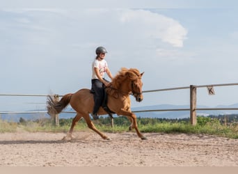 Islandpferd, Wallach, 12 Jahre, 140 cm, Fuchs